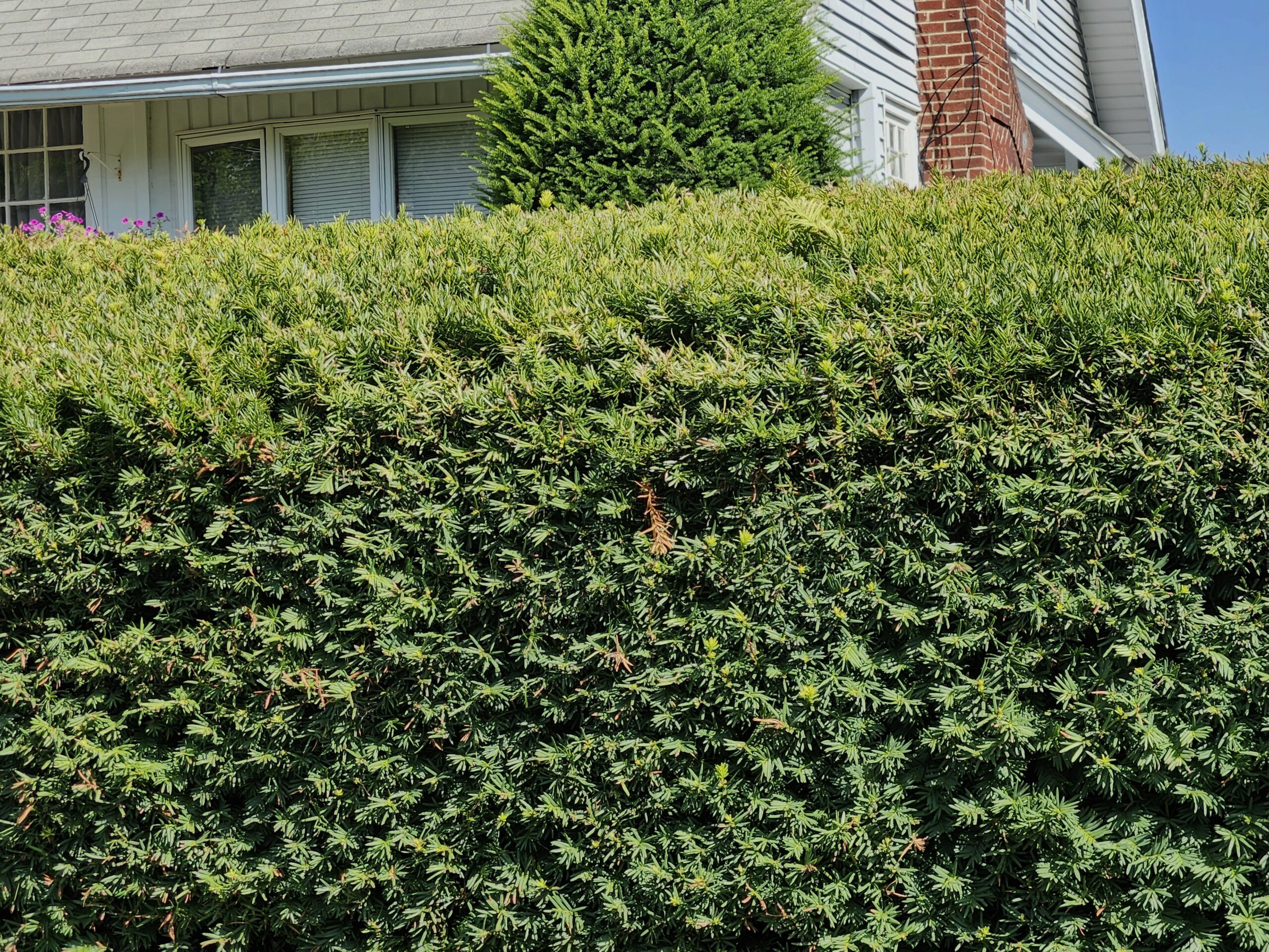 The Catbird